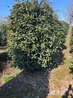 高度300厘米丛生桂花