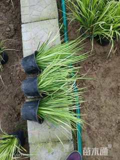 高度10厘米金叶石菖蒲