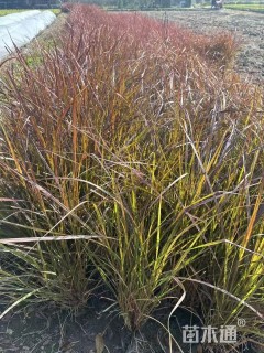 高度30厘米紫叶狼尾草