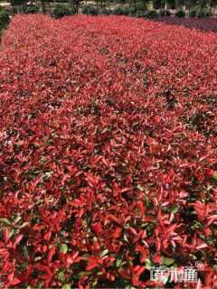 高度20厘米红叶石楠小苗