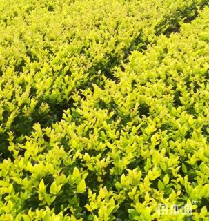 高度40厘米金森女贞小苗