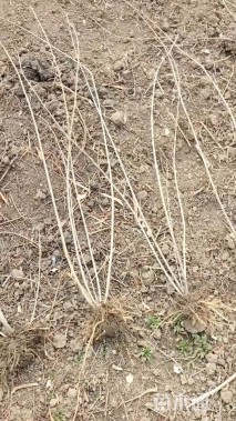 高度60厘米连翘