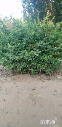 45公分红叶石楠