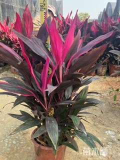 高度80厘米亮叶朱蕉