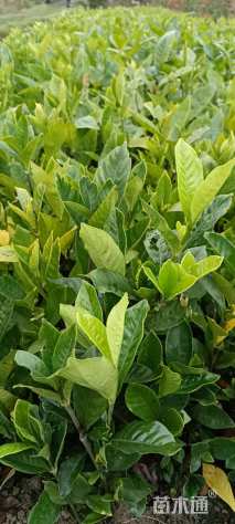 高度35厘米大叶栀子小苗