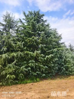 高度800厘米雪松