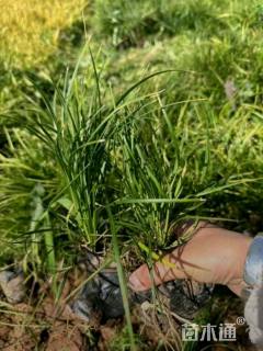 高度15厘米麦冬