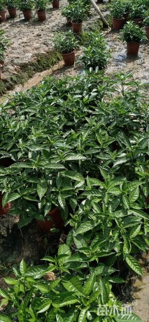 高度30厘米狗牙花