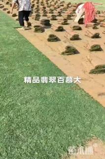 草卷状百慕大草