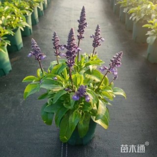 高度20厘米超级鼠尾草