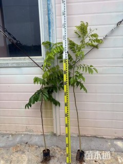 100公分海南黄花梨