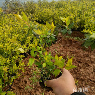 高度25厘米大花六道木