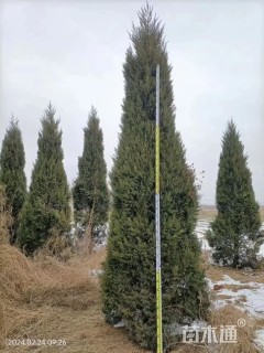 高度250厘米蜀桧柏