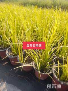 高度10厘米金叶石菖蒲