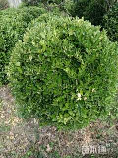 冠幅100厘米大叶黄杨球