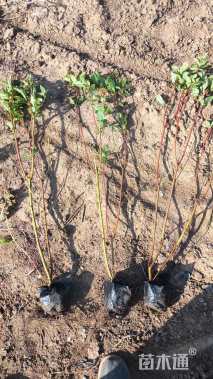 高度40厘米红瑞木