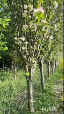 12公分西府海棠