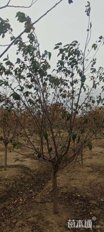 8公分染井吉野樱