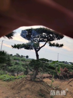 造型黑松