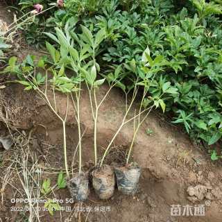 高度35厘米芍药