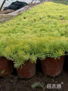 高度24厘米金叶佛甲草