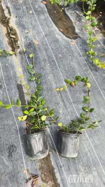 80厘米风车茉莉