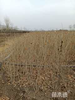 高度40厘米水蜡