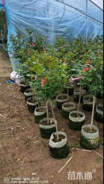 150厘米藤本月季