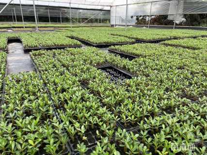 高度8厘米沙漠玫瑰