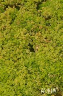 高度10厘米金叶佛甲草