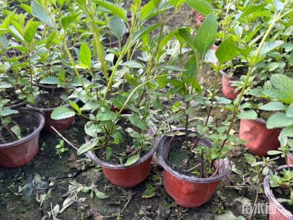 高度30厘米鼠尾草