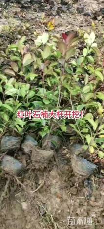 高度50厘米红叶石楠小苗
