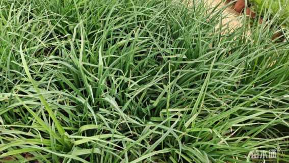 高度20厘米火炬花