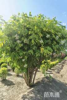 高度200厘米金叶接骨木
