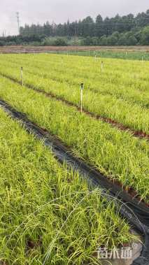 高度30厘米金叶石菖蒲