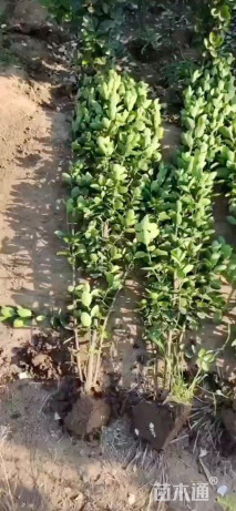高度180厘米北海道黄杨