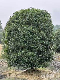 冠幅250厘米桂花球