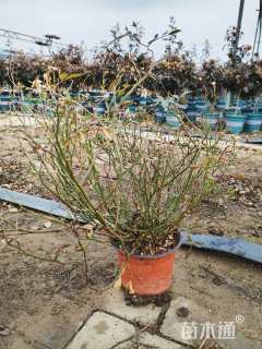 高度20厘米钻石月季