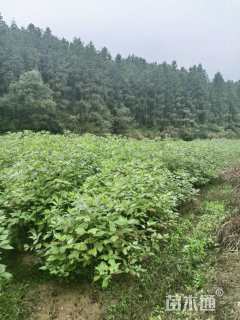 高度50厘米檫树