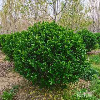 冠幅150厘米大叶黄杨球