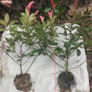 高度50厘米红叶石楠小苗