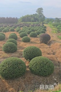 冠幅60厘米龟甲冬青球