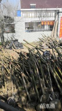 3公分小叶鸡爪槭