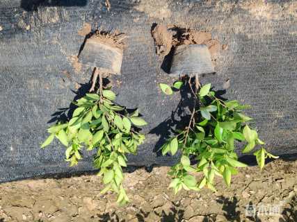 高度35厘米金森女贞