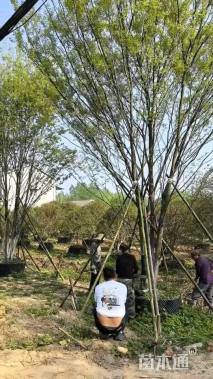 10公分丛生榉树