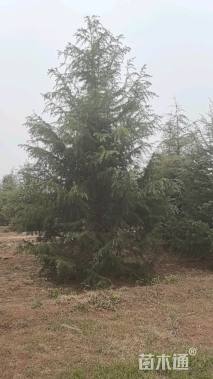高度400厘米雪松
