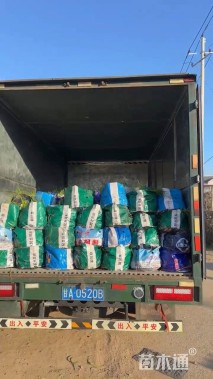 高度60厘米马缨丹