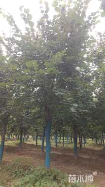 15公分巨紫荆