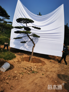 28公分造型油松