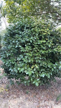 高度300厘米山茶花